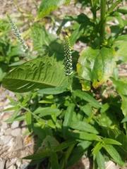 Veroniceae