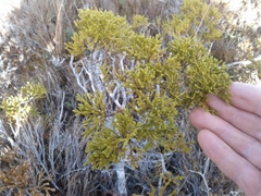 Halocarpus bidwillii