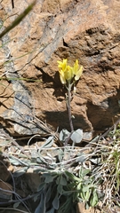 Physaria occidentalis