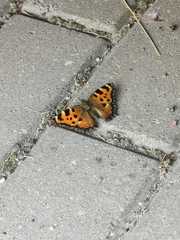 Nymphalis xanthomelas