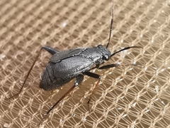 Orthocephalus saltator