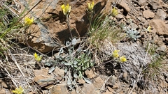 Physaria occidentalis