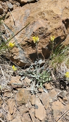 Physaria occidentalis