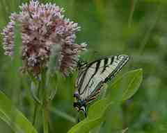 Papilio canadensis × glaucus