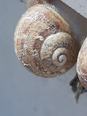 Cornu aspersum