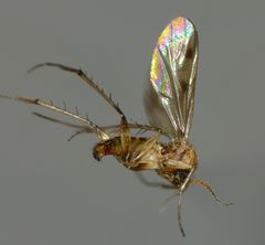 Anomalomyia guttata