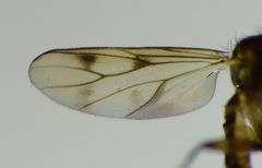 Anomalomyia guttata