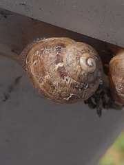 Cornu aspersum