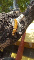 Papilio multicaudata