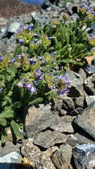 Polemonium eddyense