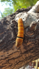 Papilio multicaudata