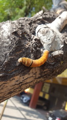 Papilio multicaudata