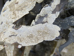 Membraniporoidea