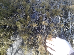 Lepidothamnus laxifolius