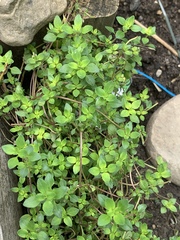 Thymus × citriodorus