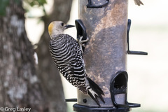 Melanerpes aurifrons × carolinus