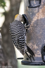 Melanerpes aurifrons × carolinus