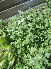 Atriplex tatarica