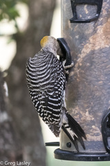 Melanerpes aurifrons × carolinus
