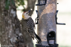 Melanerpes aurifrons × carolinus