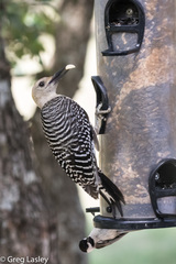 Melanerpes aurifrons × carolinus