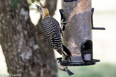 Melanerpes aurifrons × carolinus