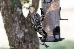 Melanerpes aurifrons × carolinus
