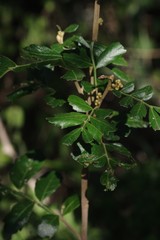 Hippobromus pauciflorus