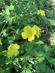 Oenothera pilosella