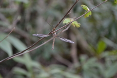 Tipula noveboracensis