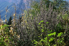 Salvia keerlii