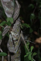 Ceropegia linearis