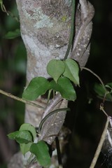 Ceropegia linearis