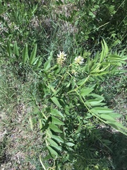 Glycyrrhiza lepidota