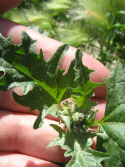 Atriplex tatarica