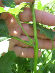 Atriplex tatarica