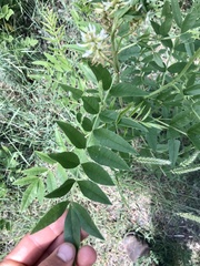 Glycyrrhiza lepidota