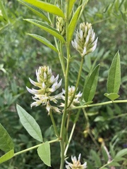 Glycyrrhiza lepidota