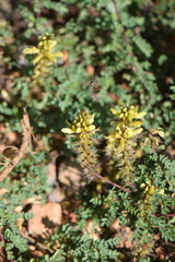 Dalea melantha