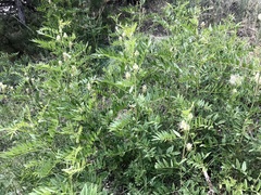 Glycyrrhiza lepidota