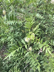 Glycyrrhiza lepidota