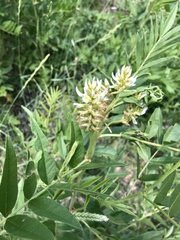 Glycyrrhiza lepidota