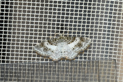 Hydrelia lucata
