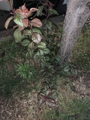 Magnoliopsida