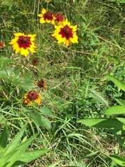 Coreopsis tinctoria