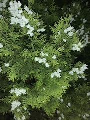 Platycladus orientalis