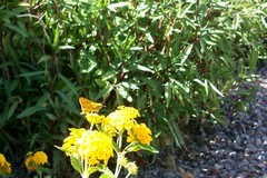 Hylephila phyleus
