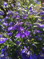 Lobelia erinus