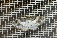 Hydrelia lucata