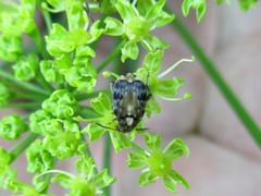 Megabruchidius dorsalis